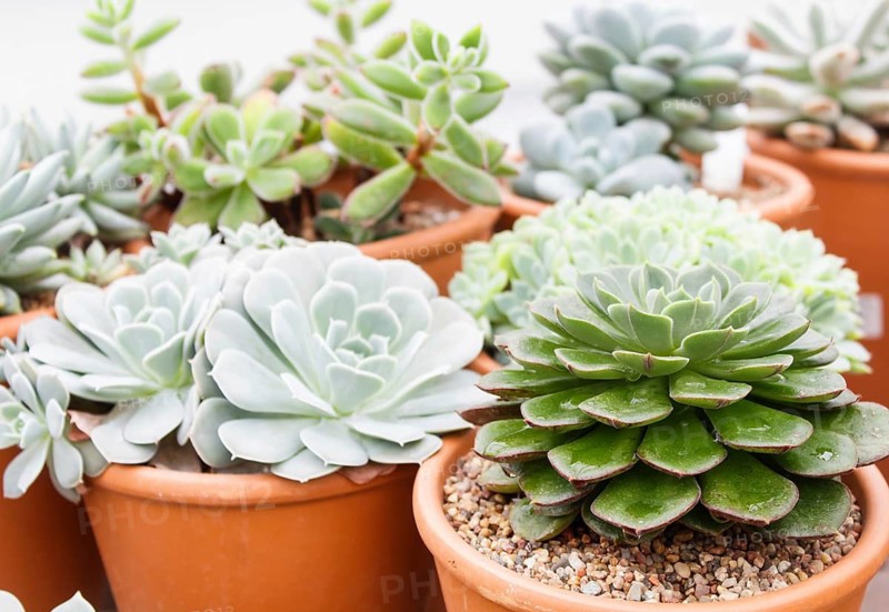 Various types of succulent in flower pots in the greenhouse. Closeup, selective focus