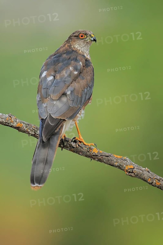 Eurasian Sparrowhawk (Accipiter nisus) male, Andalusia, Spain