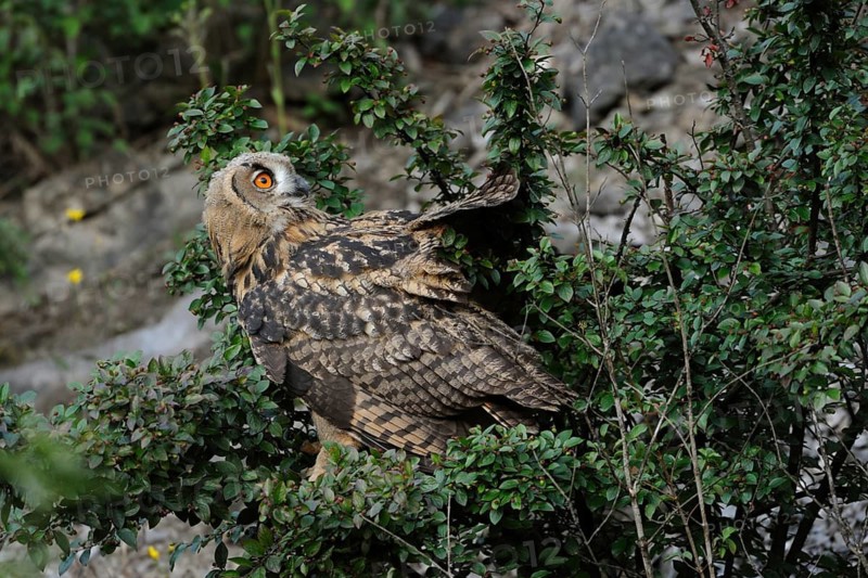 Eurasian Eagle-Owl (Bubo bubo) juvenile, North Rhine-Westphalia, Germany