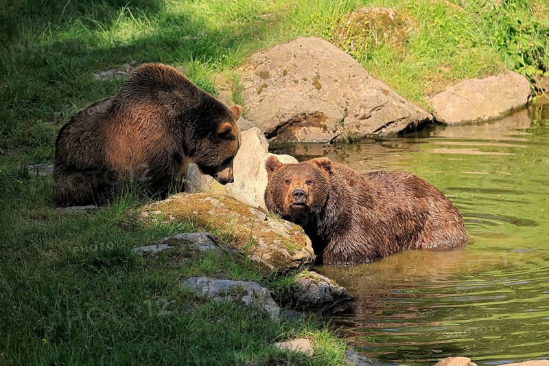 Eurasian brown bear (Ursus arctos arctos), adult, female, young, in water, social behaviour, in summer, Bavarian Forest National Park, Germany