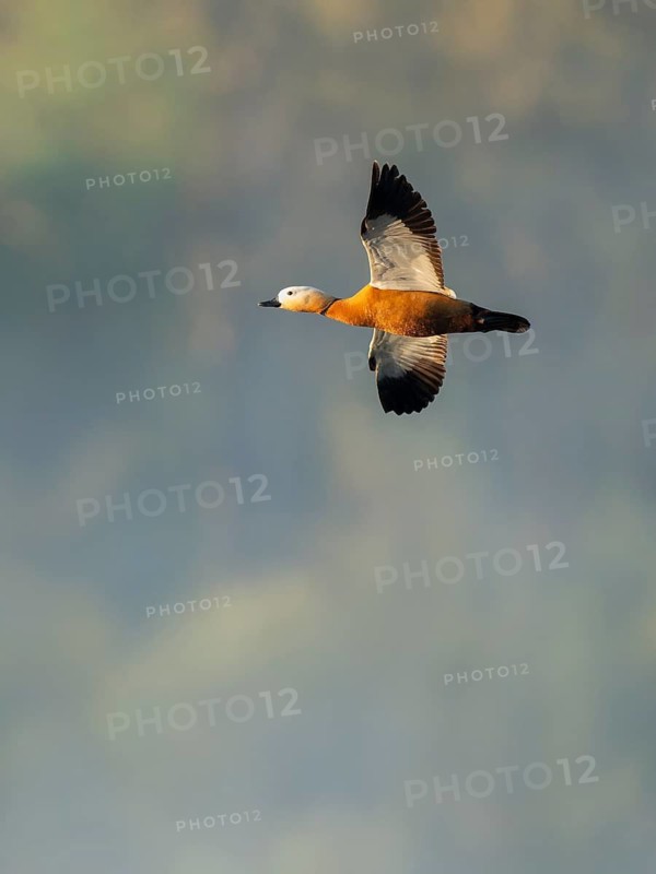 Ruddy shelduck (Tadorna ferruginea), male in flight, wildlife, Lower Saxony, Germany