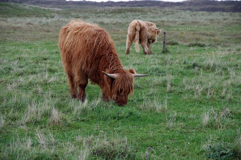 Cattle (Bos taurus), Highland cattle, Pasture, Langeoog, Germany, Two Highland cattle grazing on the meadows of Langeoog