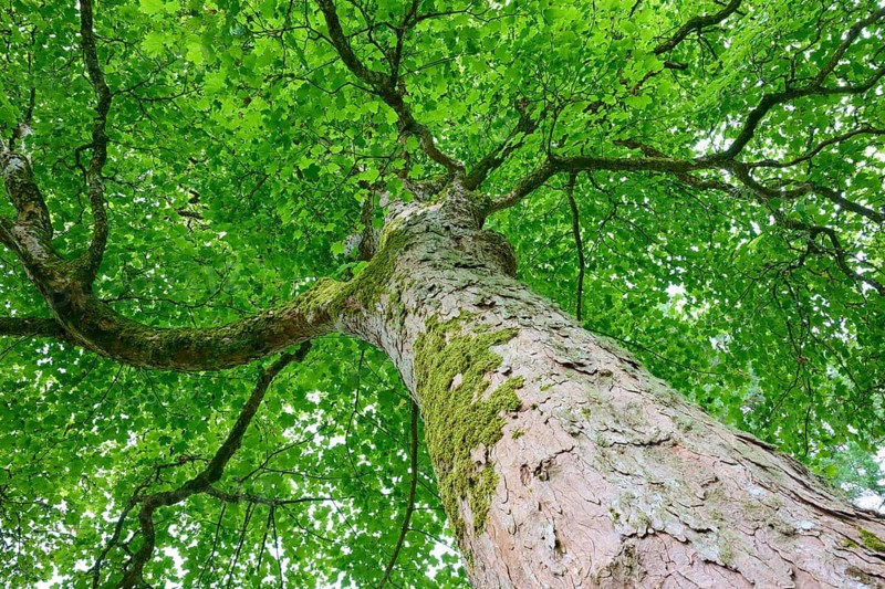 Perspective of a tree with green foliage covering the sky and radiating freshness, Maple (Acer), Cawdor, Nairn, Scotland, United Kingdom, Great Britain