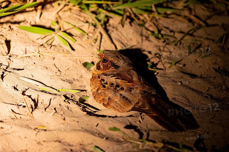 Pauraque (Nyctidromus albicollis) Pantanal Brazil