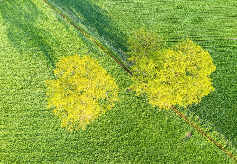 Single trees on farmland, fresh green in spring, aerial view, drone shot, Lower Saxony, Germany