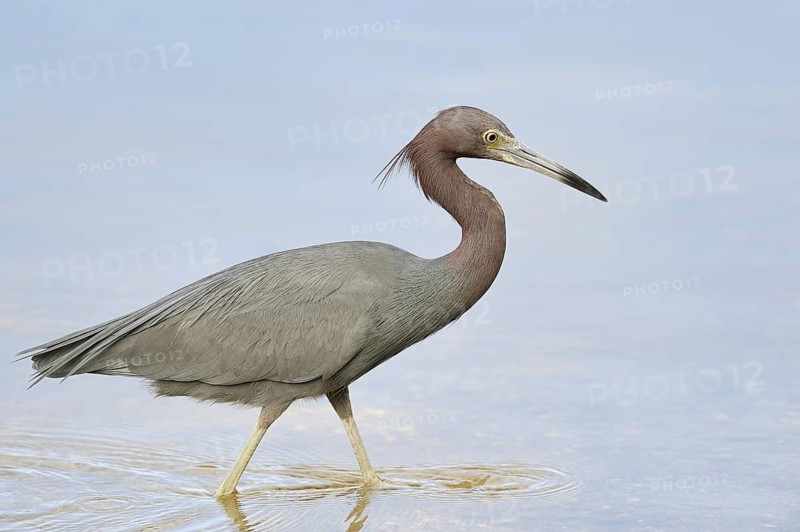 Little blue heron (Egretta caerulea), Sanibel Island, Florida, USA