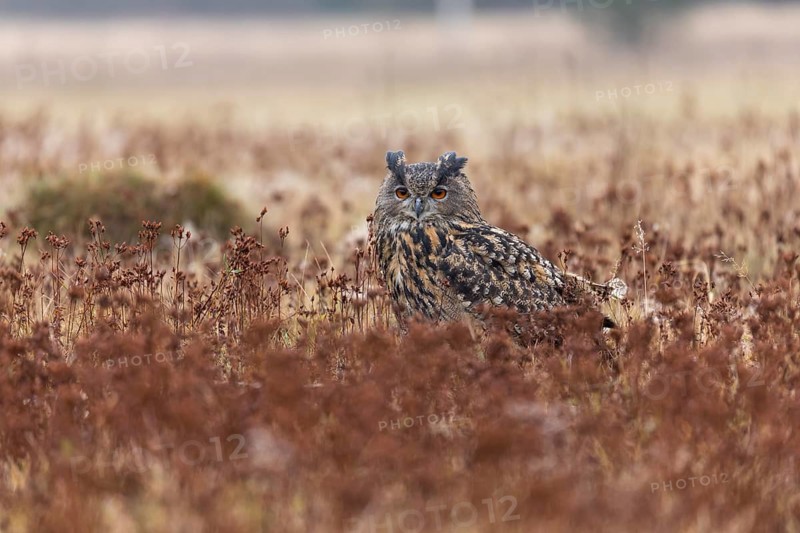 One female Eurasian Eagle Owl, Bubo bubo, sitting on a meadow. Slight fog around. A forest in the background. Autumnal colors