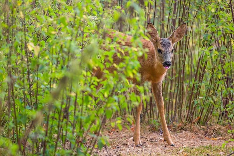 A roe deer fawn (Capreolus capreolus) stands in a nettle thicket