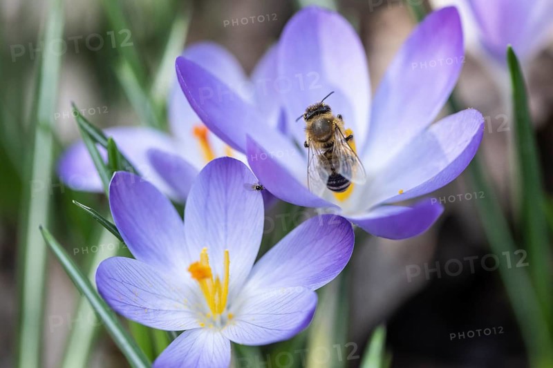Elfin crocus (Crocus tommasinianus) with honey bee (Apis mellifera), Emsland, Lower Saxony, Germany