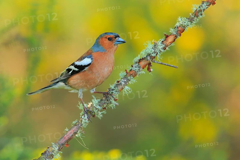 Common Chaffinch (Fringilla coelebs) male, Andalusia, Spain