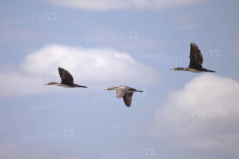 Great Cormorant (Phalacrocorax carbo) flying, Lake Nakuru, Kenya