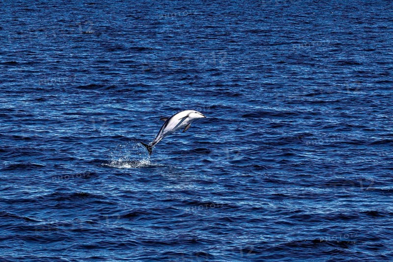 Dolphin performs a long leap over the blue waters of the sea, The Clymene dolphin (Stenella clymene) near Puerto Madryn in Argentina