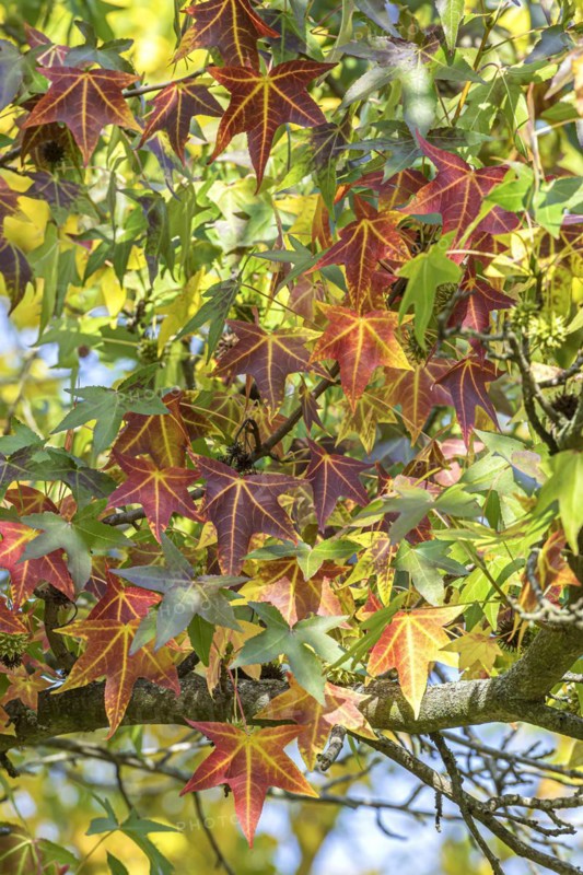 American sweetgum (Liquidambar styraciflua), Treptower Park Berlin, Anchers Havecenter, Berlin, Berlin, Germany
