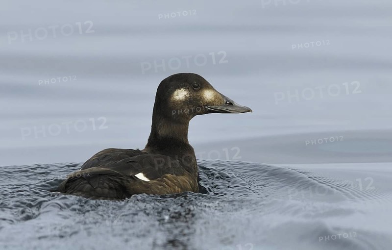 White-winged Scoter (Melanitta deglandi) female, British Columbia, Canada