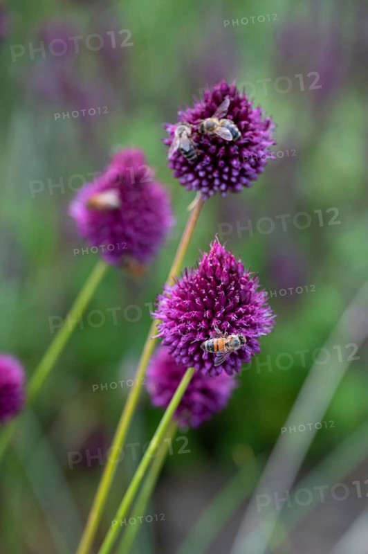 Honeybees (Apis) on round-headed leek (Allium sphaerocephalon), Bavaria, Germany