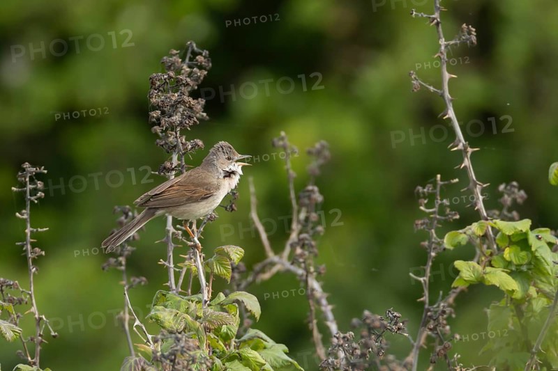 Common whitethroat (Sylvia communis) adult bird singing in a Bramble bush, England, United Kingdom