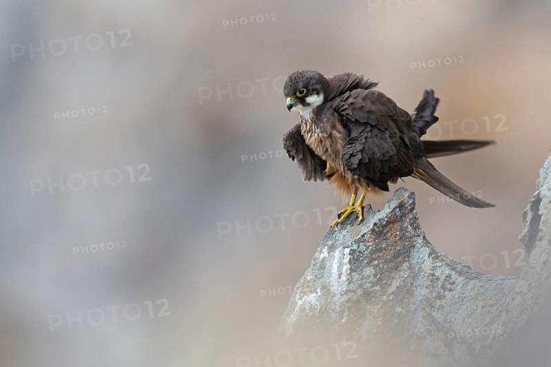 Eleonora's Falcon (Falco eleonorae) male perched on a rock, Sardinia, Italy