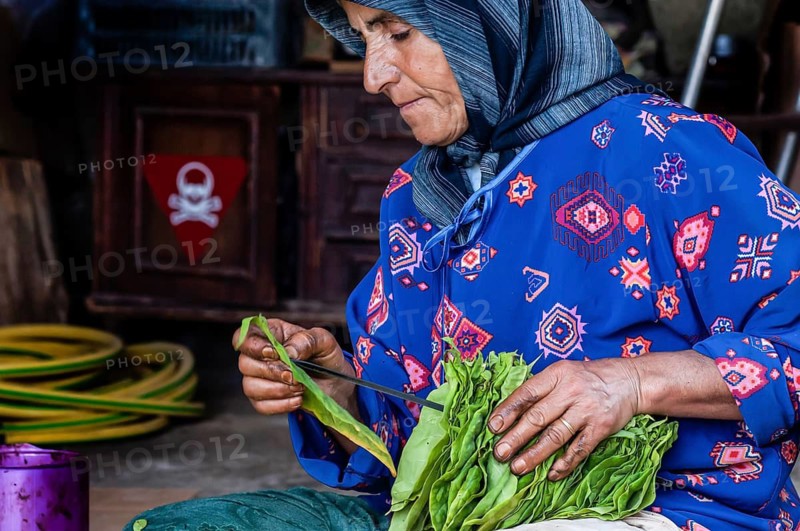 Tyre, Lebanon. July 16th 2010 A Lebanese woman drying tobacco leaves, southern Lebanon