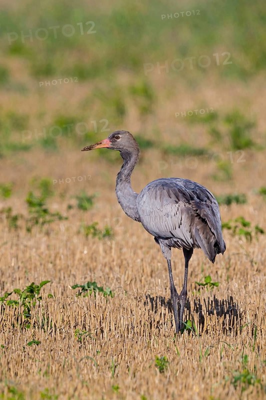 Crane, Common Crane, Crane, Grus grus, Grue cendrée, Grulla Común, Övre Västerstad, Degerhamn, Kalmar, Sweden