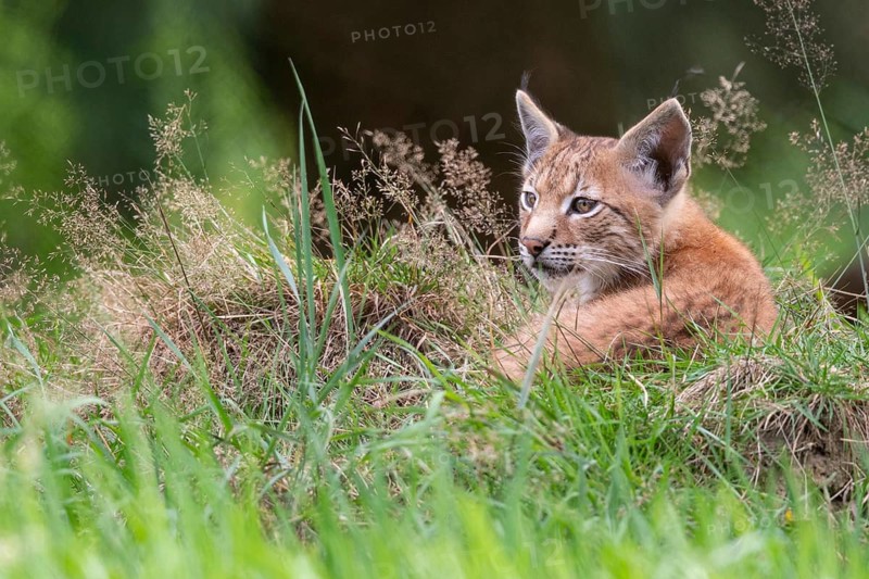 Young lynx (Lynx lynx), Haltern, North Rhine-Westphalia, Germany