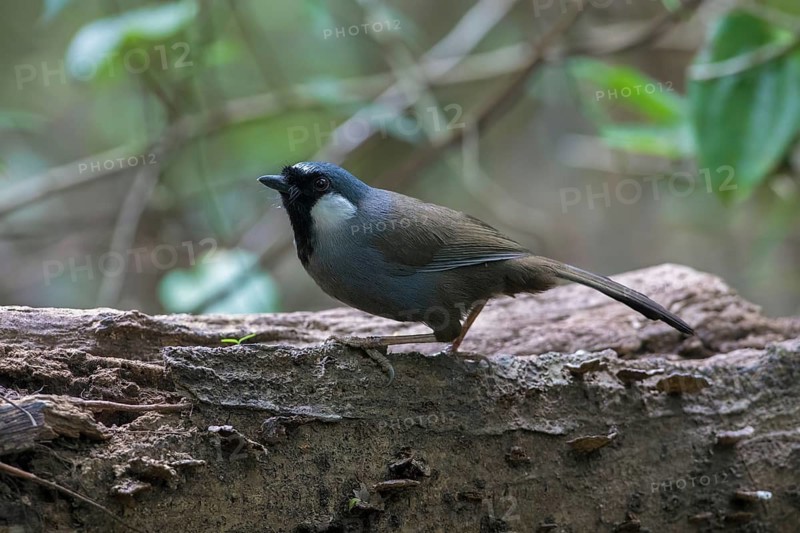 Black-throated Laughingthrush (Garrulax chinensis), Hanoi, Vietnam
