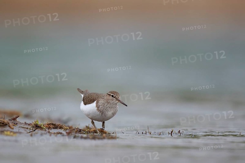 Common Sandpiper (Actitis hypoleucos) foraging, North Rhine-Westphalia, Germany