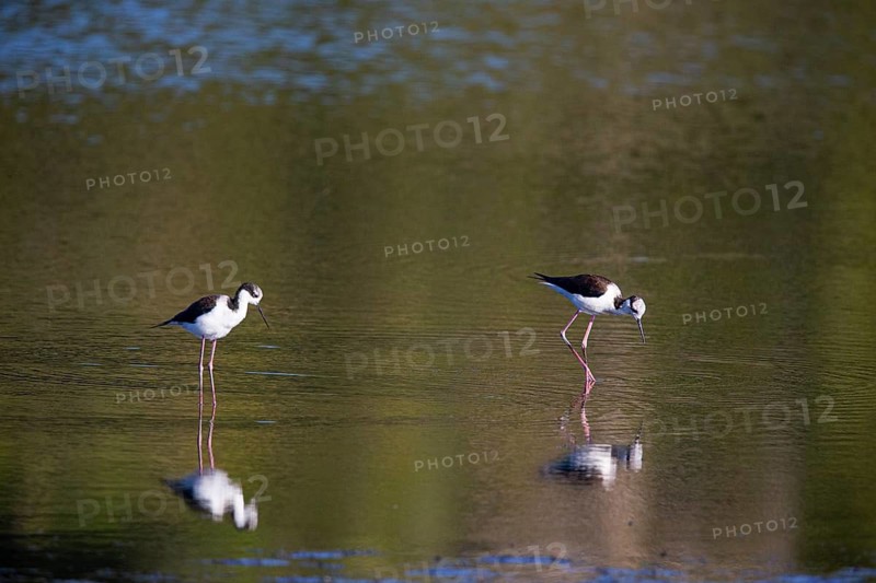 Black-necked Black-winged Stilt (Himantopus mexicanus) Pantanal Brazil