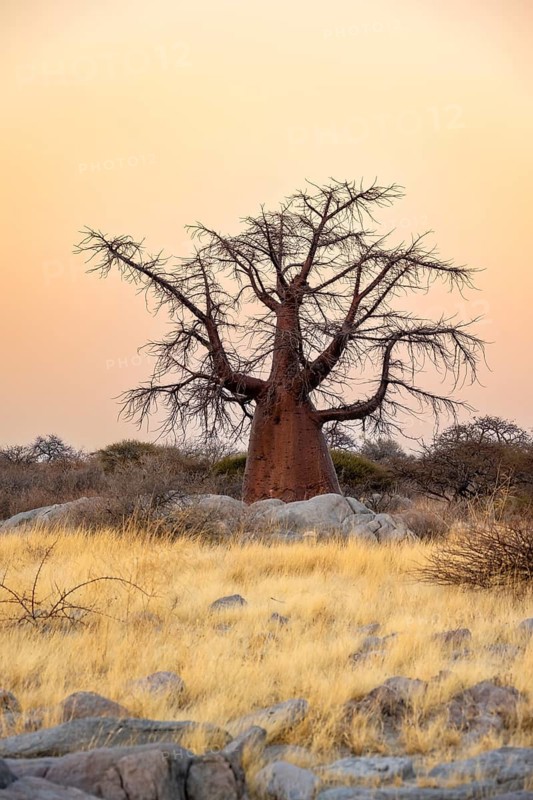 African baobab or baobab tree (Adansonia digitata), at sunrise, Kubu Island (Lekubu), Sowa Pan, Makgadikgadi salt pans, Botswana
