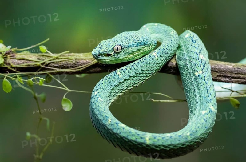 Bothriechis lateralis (Bothriechis lateralis), sitting on a branch, Heredia province, Costa Rica