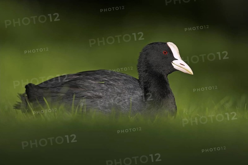 Eurasian Coot (Fulica atra), Germany