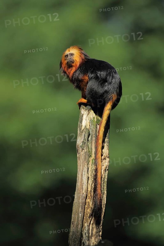Golden-headed (Callitrichidae) lion monkey, adult, tail, long, Golden-headed lion monkey, golden-headed lion tamarin (Leontopithecus chrysomelas), lion monkey, lion monkey, monkey, Leontopithecus, clawed monkey, clawed monkey, marmoset, Anthropoidae, New World Monkeys (Platyrrhini), monkeys, dry-nosed monkeys, ape, primates, primate, gentleman animals, dry-nosed monkey, primates, Haplorhini, mammal, animal, vertebrate, captive