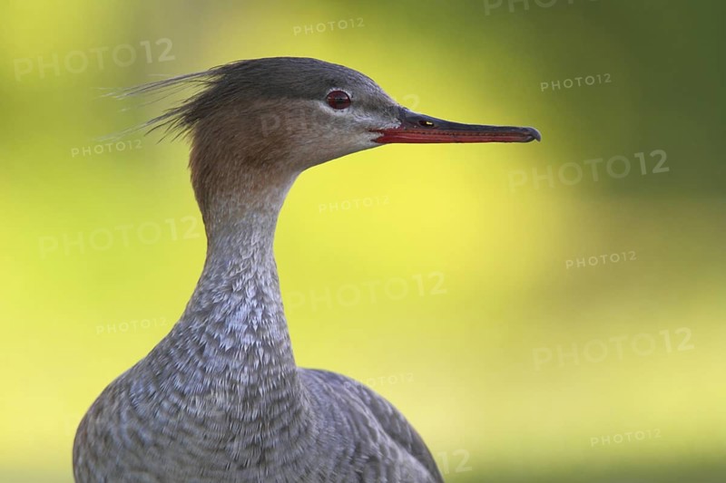Red-breasted Merganser (Mergus serrator) female, Schleswig-Holstein, Germany