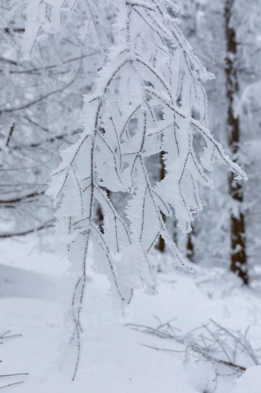 Branch with hoarfrost formed by the wind, enchanted winter forest at Czorneboh, Upper Lusatia, Saxony, Germany