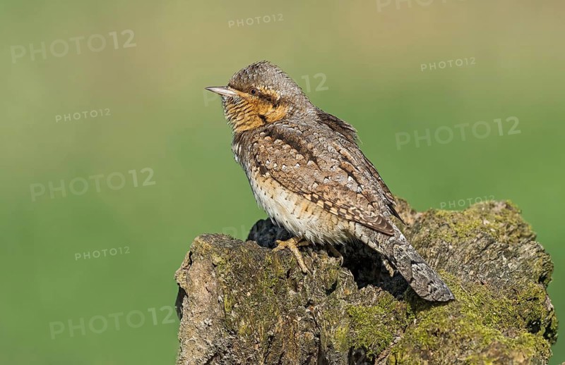 Eurasian Wryneck (Jynx torquilla) perched on mossy tree trunk, Aosta Valley, Italy