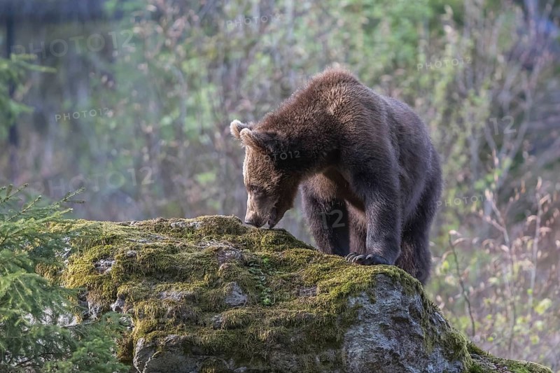 One young Eurasian brown bear (Ursus arctos arctos) standing on mossy rocks. Side portrait with some green vegetation in the background