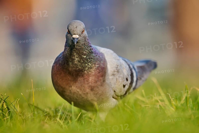 Feral pigeon (Columba livia domestica) on a meadow, Venice, Italy