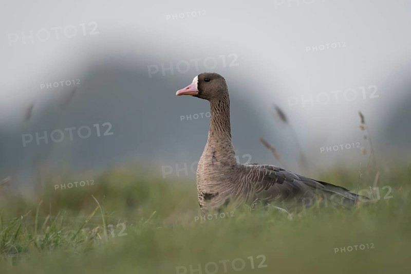 Greater White-fronted Goose (Anser albifrons), North Rhine-Westphalia, Germany