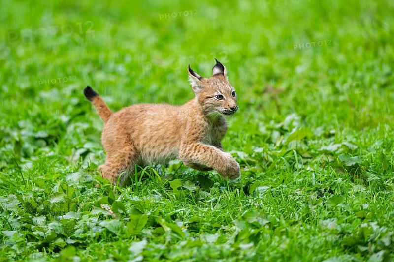 Eurasian lynx (Lynx lynx) youngster on a meadow, Bavaria, Germany