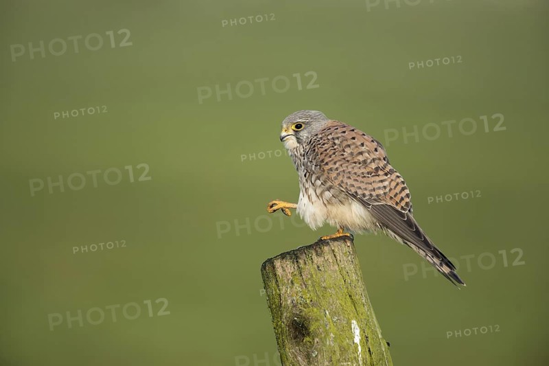 Torenvalk met gestrekte poot; Common Kestrel stretched leg;
