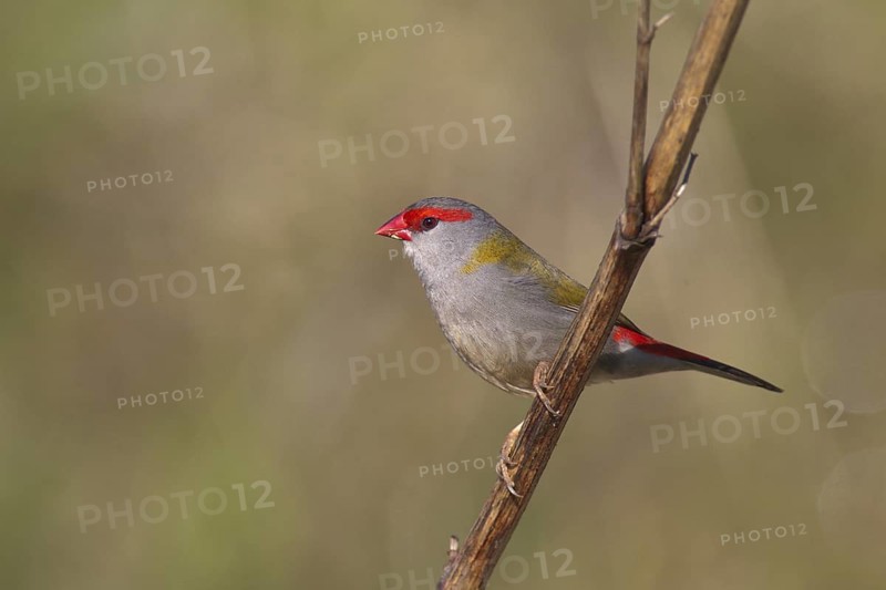 Red-browed Finch (Neochmia temporalis), New South Wales, Australia