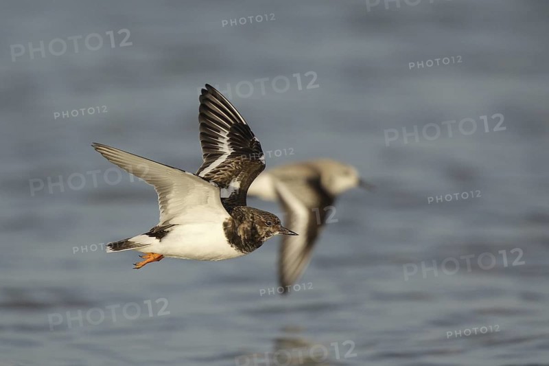 Ruddy Turnstone (Arenaria interpres) flying, Banc, d'Arguin, National, Park, Mauretania