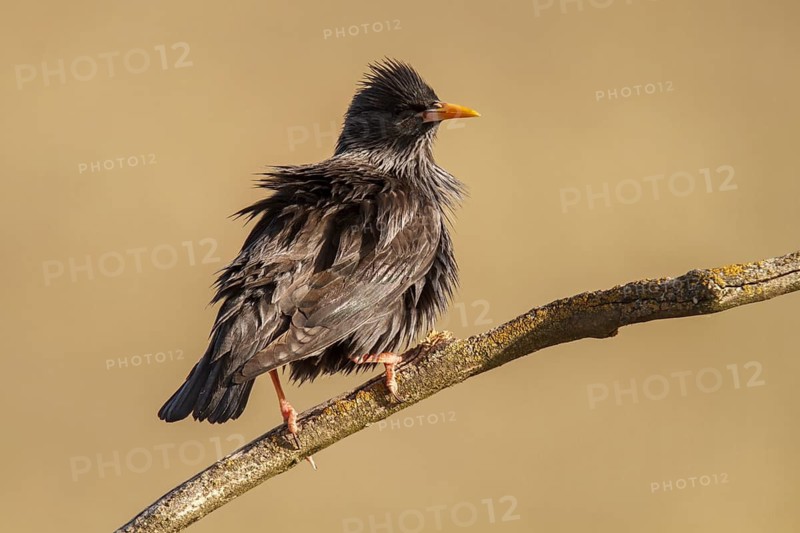 Spotless Starling (Sturnus unicolor), perched on a branch, Castile-La Mancha, Spain