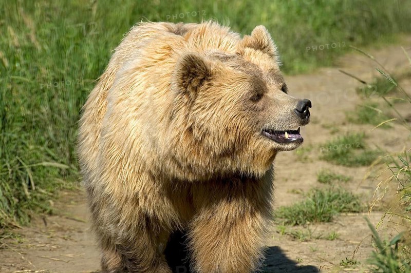 European brown bear (Ursus arctos) crossing a meadow with high grass on a field path, Poing Wildlife Park, Upper Bavaria, Bavaria, Germany