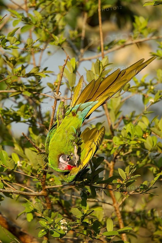 Military Macaw Ara militaris El Tuito, Jalisco, Mexico 9 June Adult Psittacidae