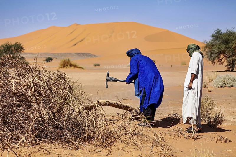 Two men in traditional dress work in a dry desert landscape in front of sand dunes, Two Tuareg cutting wood in the Sahara desert in Algeria