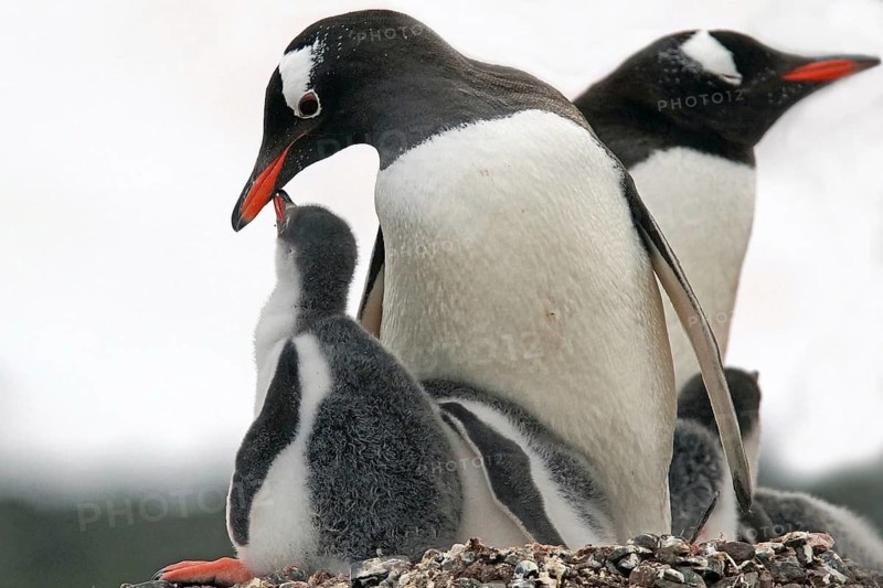 Antarctica, South Georgia, animals, mammals, penguin, penguins, chicks, donkey penguins, donkey penguins
