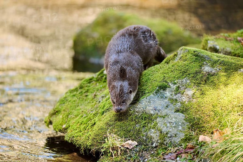 Eurasian otter (Lutra lutra) on the shore of a little lake in the bavarian forest, Bavaria, Germany