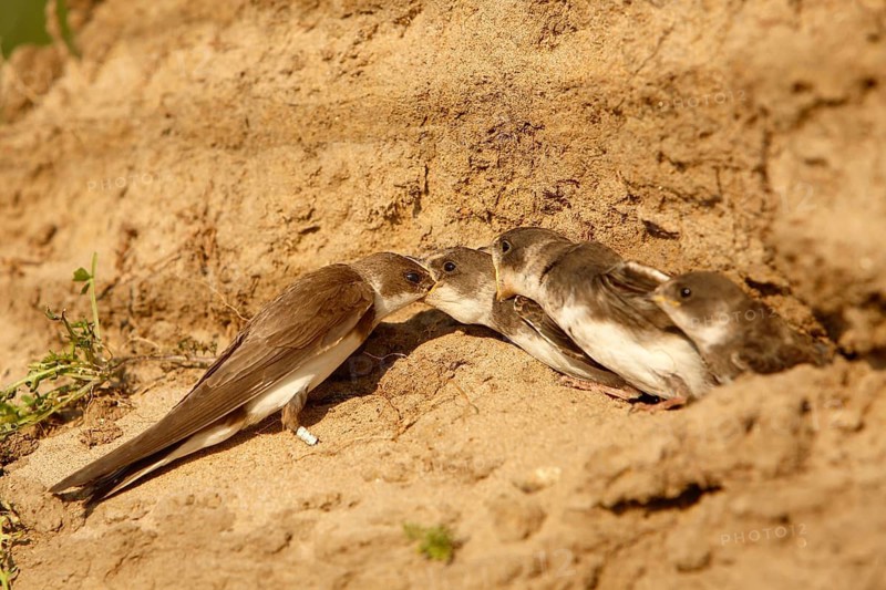 Sand Martin (Riparia riparia) feeding juveniles at breeding cavity, Saxony-Anhalt, Germany