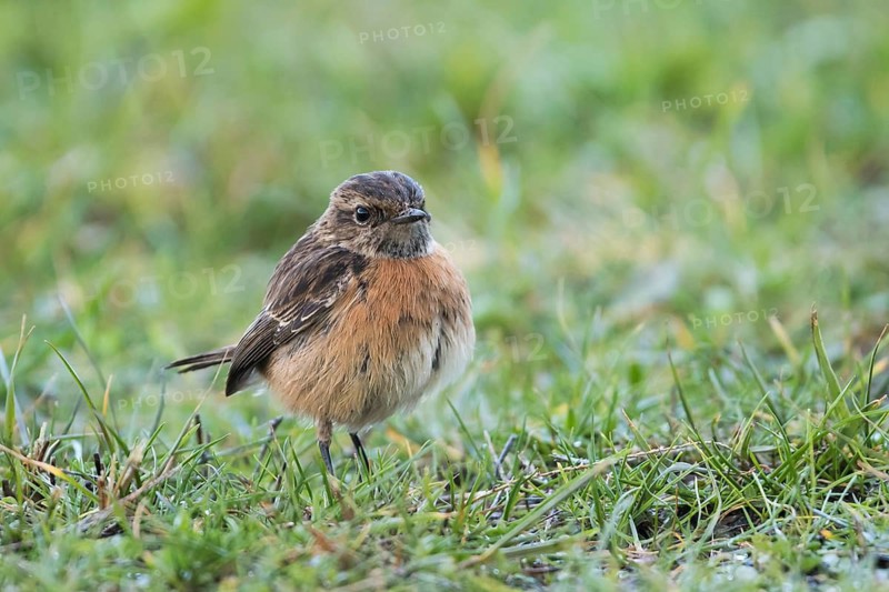 European Stonechat - Schwarzkehlchen - Saxicola torqatus, Spain