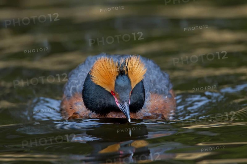 Horned grebe (Podiceps auritus) in breeding plumage swimming in lake